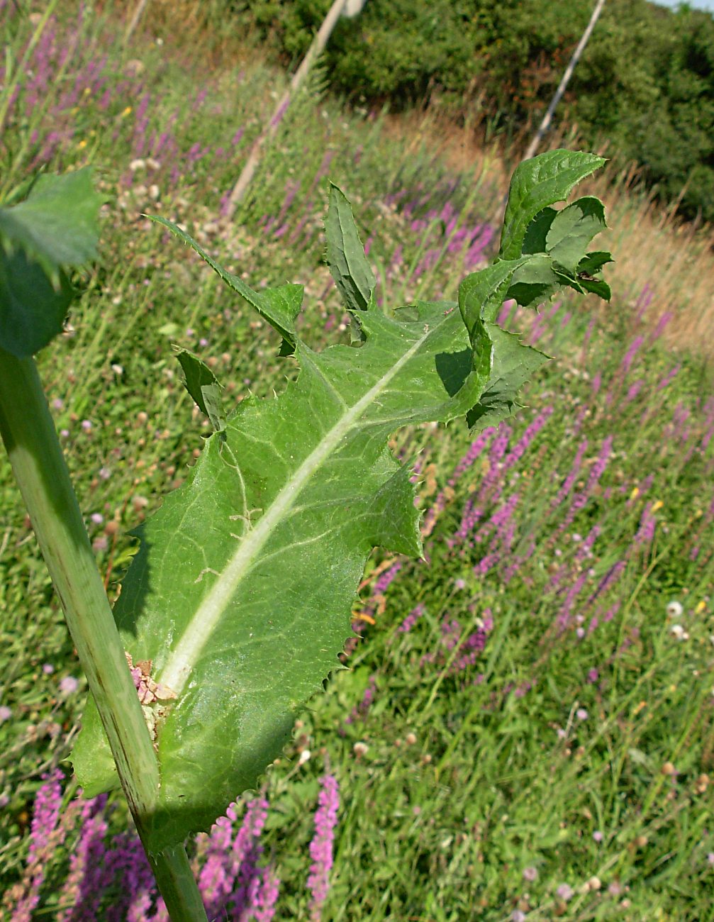 Sonchus arvensis L. subsp. arvensis / Grespino dei campi